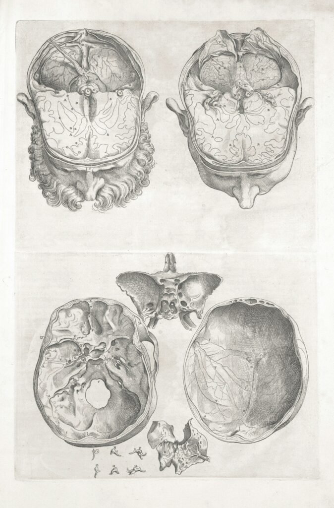 Vintage anatomical illustration showing detailed cross-sections of the human head and skull from a medical textbook.